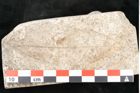 Foto (Detailansicht) von Laurus princeps Heer (NHMW-GEO-2024-0188-8135)